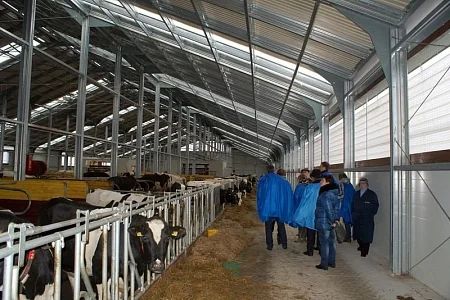 Молочно-товарная ферма "Большая Лысица" СПК "Городея". Коровник на 300 голов размерами 35,00х97,20х4,20 м 2011 год